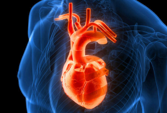 3D Illustration Concept of Human Circulatory System Heart Anatomy